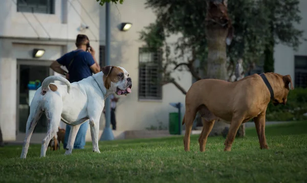 Bahçede köpek gezdiriyorum. Bulldoglar.