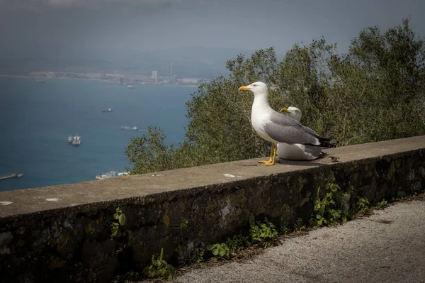 Körfezin arka planında martılar, Cebelitarık.