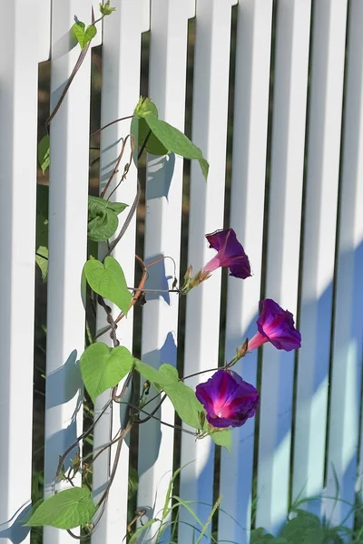 Violetas Roxas Coloridas Crescendo Longo Uma Cerca Branca Verão Fotografias De Stock Royalty-Free