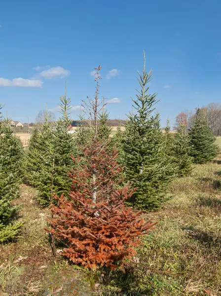 Dead, Brown Christmas Tree on a Cut your own Christmas Tree Farm