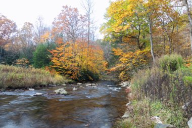 Garrett County Maryland 'de Bear Creek boyunca Sonbahar Rengi