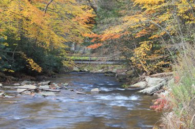Garrett County Maryland 'de Bear Creek boyunca Sonbahar Rengi
