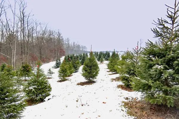 Maryland 'deki bir ağaç çiftliğinde kırmızı etiketli Noel Ağaçları.