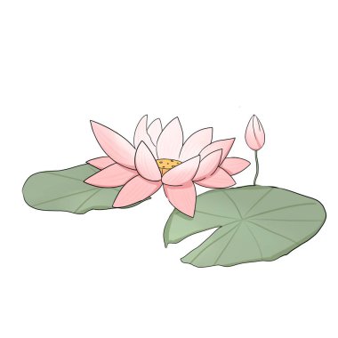 Su Zambağı Nilüfer Çiçeği El Çizimi Çizimi