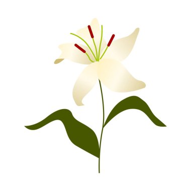 Beyaz Lily Çiçek Resimleri İzole Edilmiş Vektör