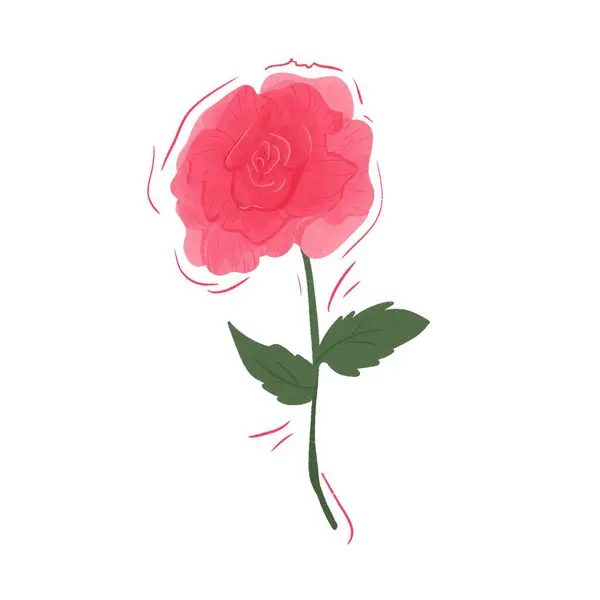 Beautiful Pink Rose Illustration Isolated on White
