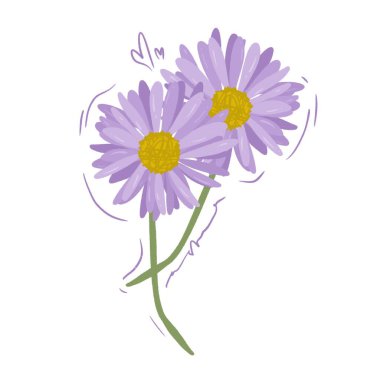 Güzel Mor Yıldız Çiçeği Çizimi Beyazın Üzerinde İzole Edildi