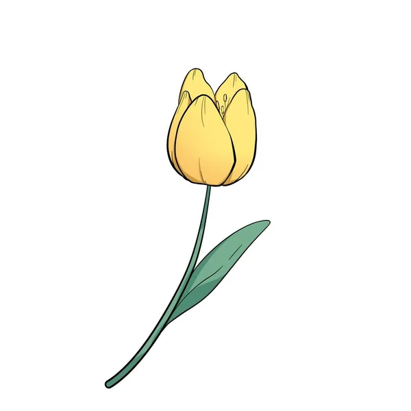 Cute Tulip Yellow Flower Illustration Raster Hand Drawn