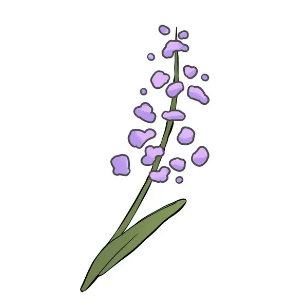 Lavender Illustration Hand Drawn Simple Raster Drawing