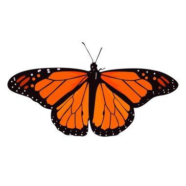 Güzel Kral Kelebeği vektör çizimi