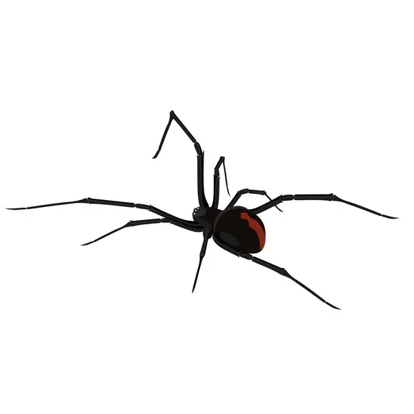 Black Widow Spider Vector Illustration Graphic — Stock Vector