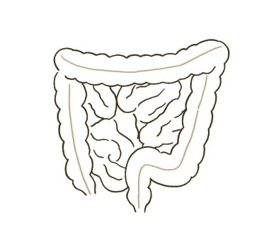 Tıbbi Basit Dokunuş Bağırsak Tıbbi İllüstrasyonu