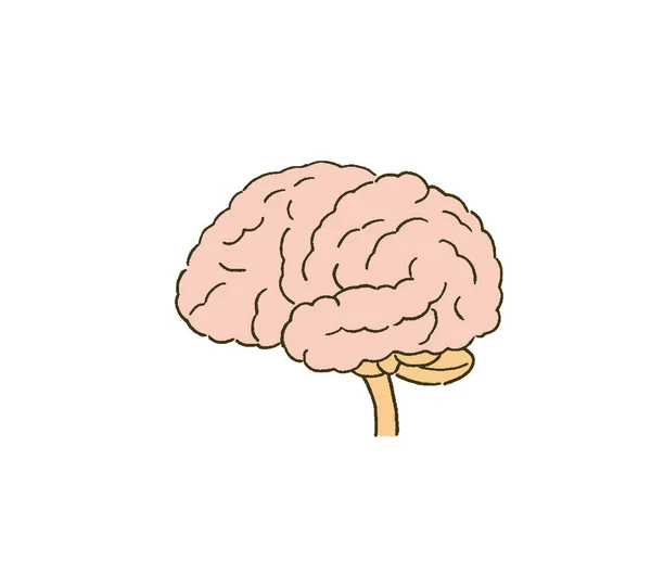 Ilustração Médica Cérebro Com Simples Toque — Vetor de Stock