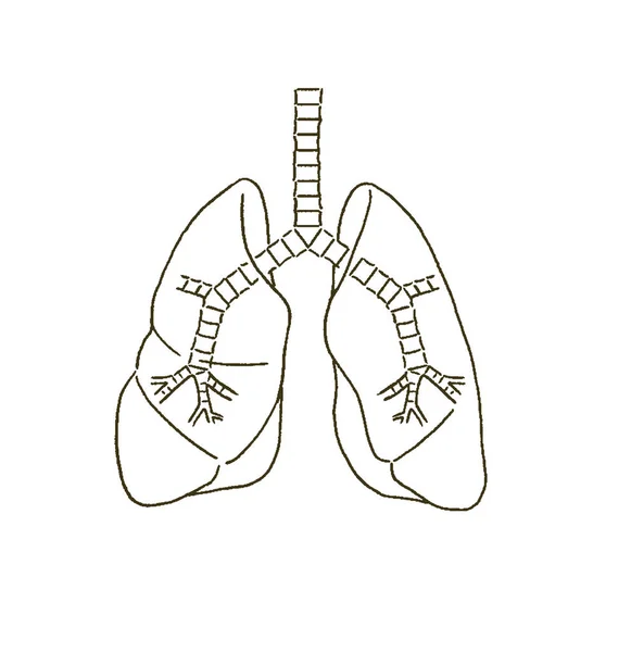 簡単なタッチで肺や気管支の医療イラスト — ストックベクタ