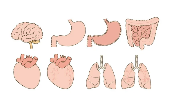 Medical Set Medical Illustrations Simple Touch Visceral Medical Illustration — Stock Vector