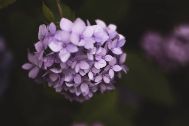 Parlak renkli ortanca çalıları bahçedeydi. Farklı renkte ortancalar güzel bir dizaynda. Tüm ihtişamıyla parlak pembe ve mor ortancalar. Çiçek cenneti. Renkli uyum.