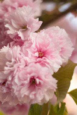 Çiçek açan pembe, yemyeşil sakura. İnanılmaz pembe bir bahar. Pembe çiçeklerle boğulmuş bir park. Çiçekli tatlı. Kiraz çiçekleri: doğaüstü güzellikte bir an. Bahar çiçeklerinin romantizmi.
