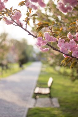 Çiçek açan pembe, yemyeşil sakura. İnanılmaz pembe bir bahar. Pembe çiçeklerle boğulmuş bir park. Çiçekli tatlı. Kiraz çiçekleri: doğaüstü güzellikte bir an. Bahar çiçeklerinin romantizmi.