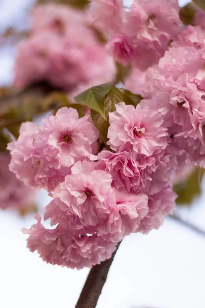 Çiçek açan pembe, yemyeşil sakura. İnanılmaz pembe bir bahar. Pembe çiçeklerle boğulmuş bir park. Çiçekli tatlı. Kiraz çiçekleri: doğaüstü güzellikte bir an. Bahar çiçeklerinin romantizmi.