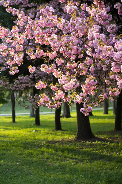 Blooming pink lush sakura. An incredible pink spring. A park drowned in pink flowers. Flower dessert. Cherry blossoms: a moment of unearthly beauty. The romance of spring blossoms.