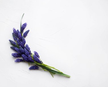 Mavi bahar çiçekleri. Bahar sakin. Mavi ve mor tonlarda düğün dekoru. İç mekan için dekorasyon. Beyaz arka planı olan bir kartpostal. Hediye çeki için boş bir kart. Kaplıca salonunda sertifika