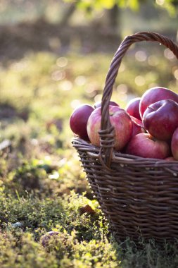 Doğanın armağanları. Ağaç dalında elmalar. Sonbahar meyveleri. Hasat. Gezegenimizin doğal zenginliği. Doğal kaynaklar. Bir sepet olgun elma.