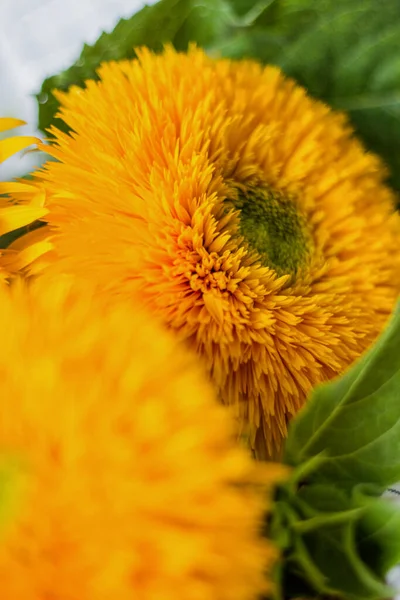 Decorative sunflower. Bright yellow flower. A symbol of joy and happiness.