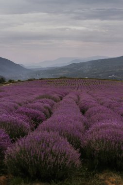 Uçsuz bucaksız, hareketli lavanta tomurcukları alanı sarar ve yuvarlanan tepelerle çevrilidir. Gökyüzü bulutlu, gün batımında sakin ve sakin bir atmosfer yaratıyor..