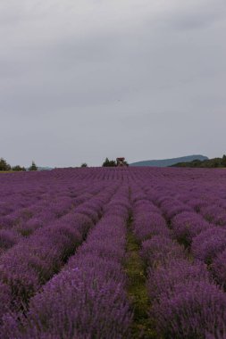 Çiçek açan lavanta sıraları bulutlu gökyüzünün altında arazi boyunca uzanıyor. Canlı mor çiçekler, sessiz arka plana karşı çarpıcı bir kontrastlık yaratarak sükuneti davet eder..