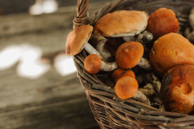 Hasır sepetteki taze mantarlar. Turuncu başlıklı gerçek yenilebilir orman mantarları dışarıda toplandı. Sonbahar hasadı, organik gıda, doğal ürün..