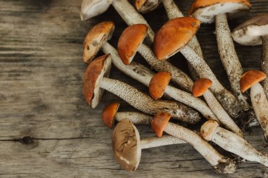 Turuncu kaplamalı taze, yenilebilir mantarlar. Kırsal ahşap arka planda sıralanmış. Gerçek orman mantarları, organik doğal yiyecekler, mevsimlik hasatlar, vejetaryen malzemeler..