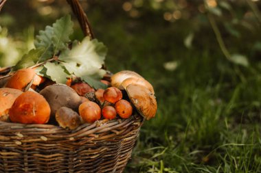 Ormandaki yeşil çimlerin üzerinde taze mantarlarla dolu bir sepet. Sonbahar hasat konsepti, organik gıda bileşeni, sağlıklı vejetaryen diyeti, kırsal yaşam tarzı ve doğal mevsimlik üretim..