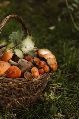 Ormandaki yeşil çimlerin üzerinde taze mantarlarla dolu bir sepet. Sonbahar hasat konsepti, organik gıda bileşeni, sağlıklı vejetaryen diyeti, kırsal yaşam tarzı ve doğal mevsimlik üretim..