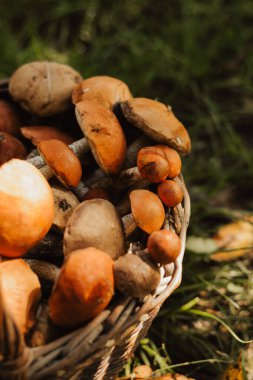 Ormandaki yeşil çimlerin üzerinde taze mantarlarla dolu bir sepet. Sonbahar hasat konsepti, organik gıda bileşeni, sağlıklı vejetaryen diyeti, kırsal yaşam tarzı ve doğal mevsimlik üretim..
