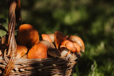 Ormandaki yeşil çimlerin üzerinde taze mantarlarla dolu bir sepet. Sonbahar hasat konsepti, organik gıda bileşeni, sağlıklı vejetaryen diyeti, kırsal yaşam tarzı ve doğal mevsimlik üretim..