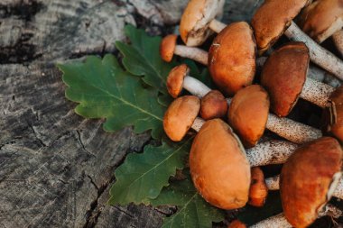 Kahverengi şapkalı, meşe yapraklı ve ağaç gövdeli taze ve yenilebilir mantarlar. Doğal orman hasadı, organik besin, sonbahar mevsimi konsepti, sağlıklı vejetaryen diyeti..