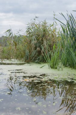 Doğu Avrupa Doğu Ukrayna, Harkiv bölgesi