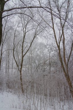 Kış, kar, Ukrayna, Harkiv 