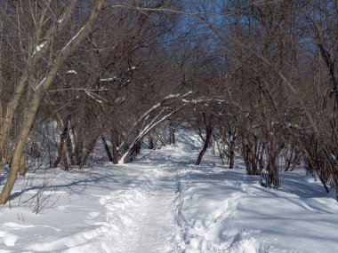 Kış, kar, Ukrayna, Harkiv 