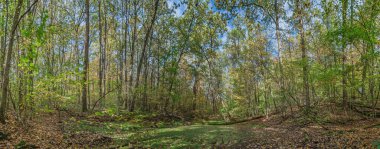 Mevsimlik göleti olan bahar ormanı manzarası