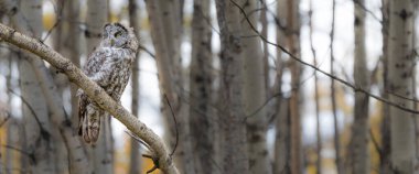 Great Grey Owl (Strix nebulosa) perched on a tree branch close up panorama Canadian wildlife background with copy space for text