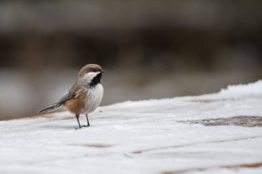 Boreal Chickadee (Poecile hudsonicus) small cute bird in the winter season Canadian wildlife background. Small cute songbird resting on a picnic table close up