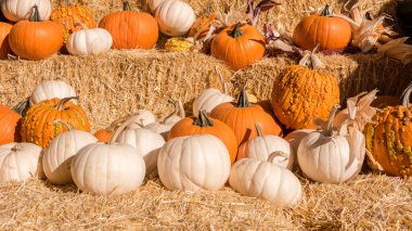 Pumpkins on stack of hay bales thanksgiving and autumn harvest display background