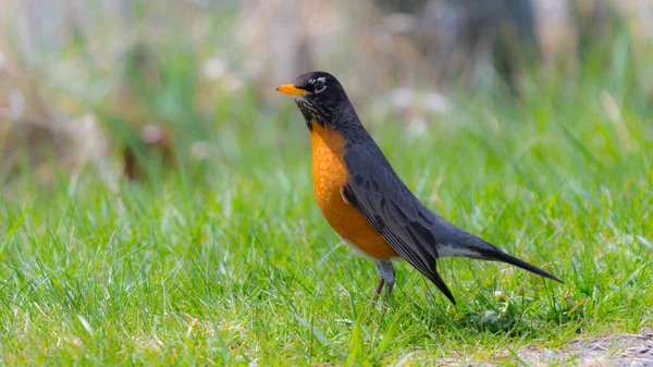 American Robin (Turdus migratorius) bird standing in green grass in the spring season and searching for worms on the ground