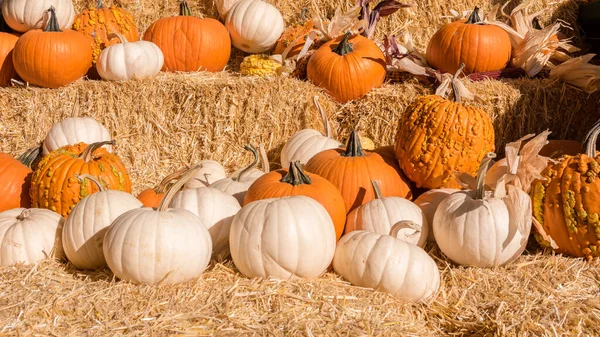 Pumpkins on stack of hay bales thanksgiving and autumn harvest display background