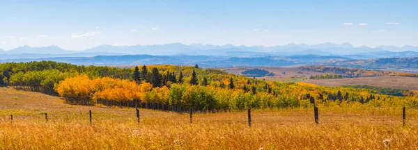 Fall landscapes prairies and beautiful forest colors autumn valley panorama. Yellow Aspen trees and panoramic background