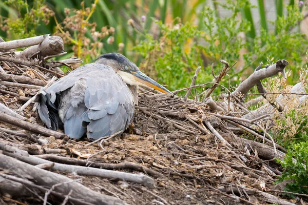 Große Blaureiher Ardea Herodias Vogel Einem Nest Und Ruht Watvogel — Stockfoto