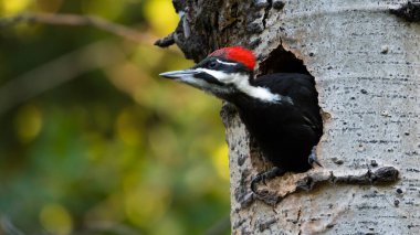 Female Pileated Woodpecker (Dryocopus pileatus) bird nesting in a tree trunk Canadian wildlife background