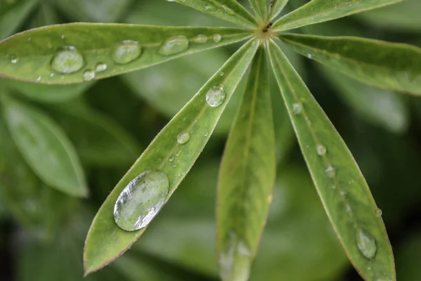 清晨新鲜的露珠在叶子上形成 绿叶背景下的水滴 — 图库照片