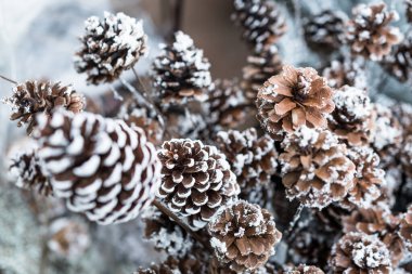 Kar arkaplanlı Noel süslemeleri. Çam kozalakları ve köknar kozalakları kış arkaplanını donduruyor. Tatil dekorasyonları kapanıyor.